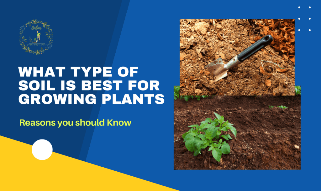 what-type-of-soil-is-best-for-growing-plants-the-ultimate-guide