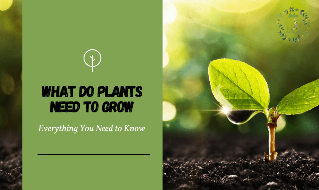 What do Plants Need to Grow? Everything You Need to Know