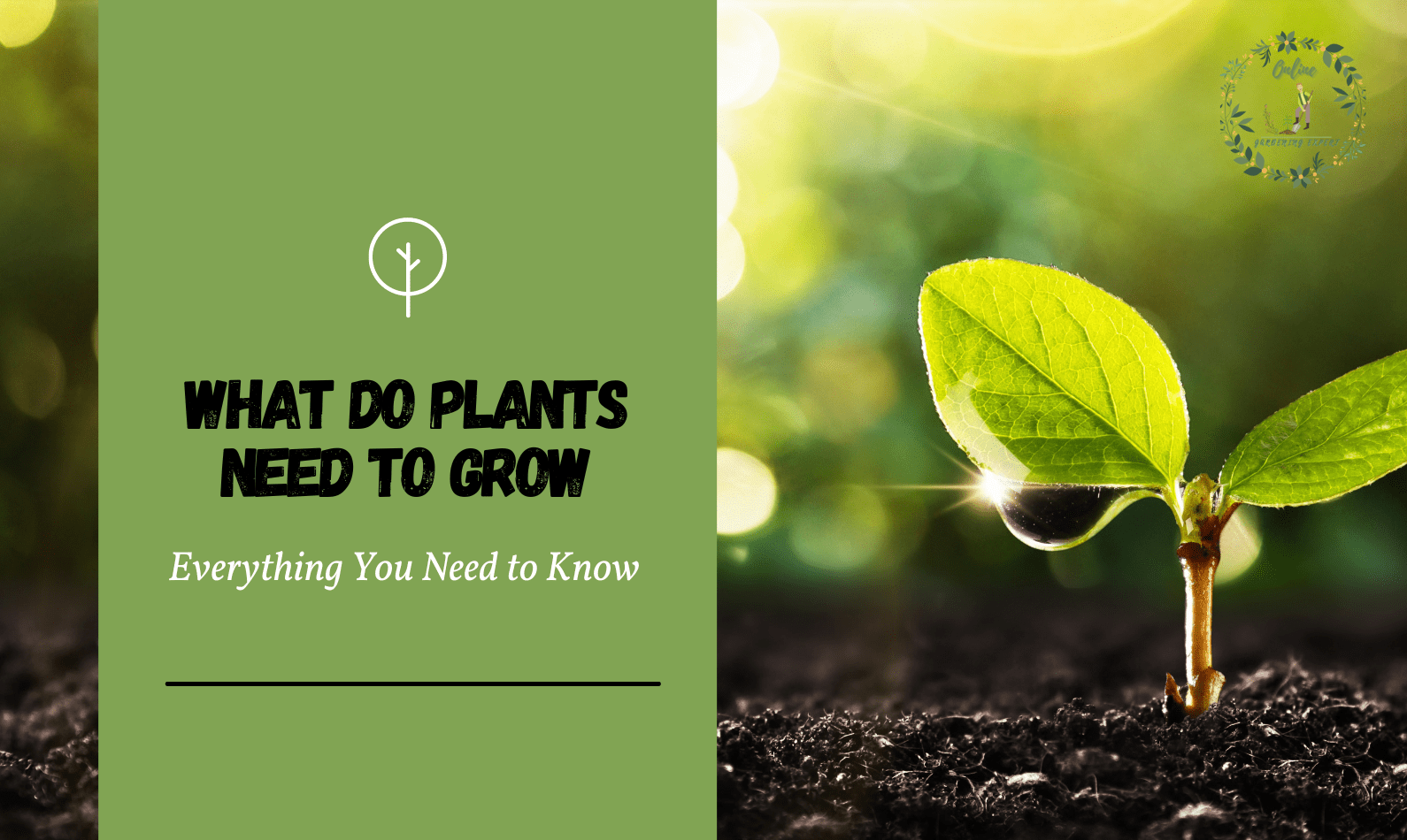 What do Plants Need to Grow