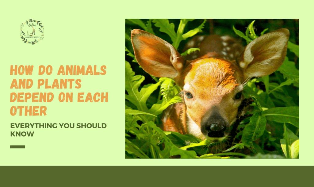 how-do-animals-and-plants-depend-on-each-other-complete-guide