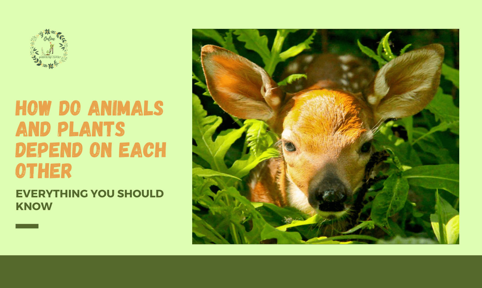 How do Animals & Plants Depend on Each Other