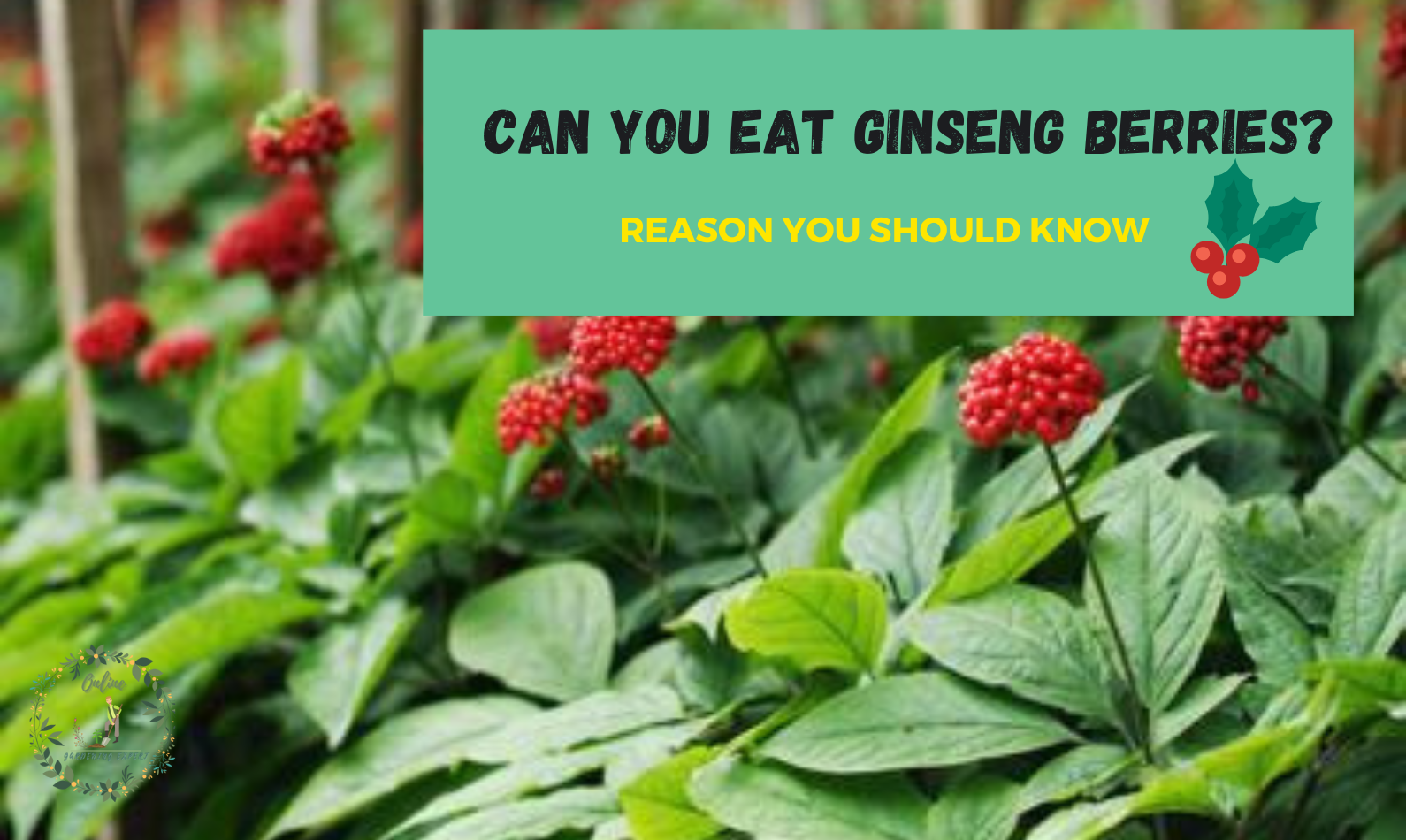 Can You Eat Ginseng Berries?