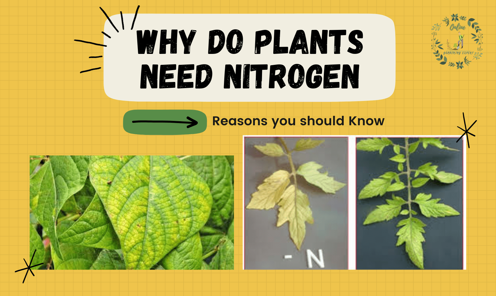Why Do Plants Need Nitrogen?