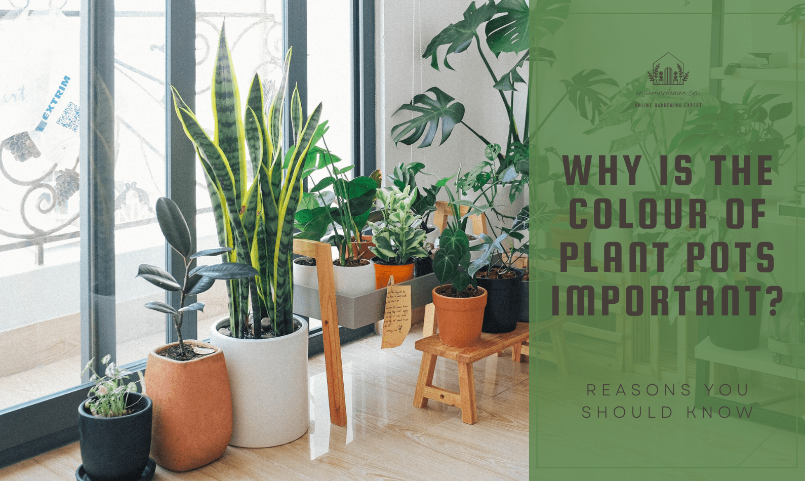 Why Is the Colour of Plant Pots Important?