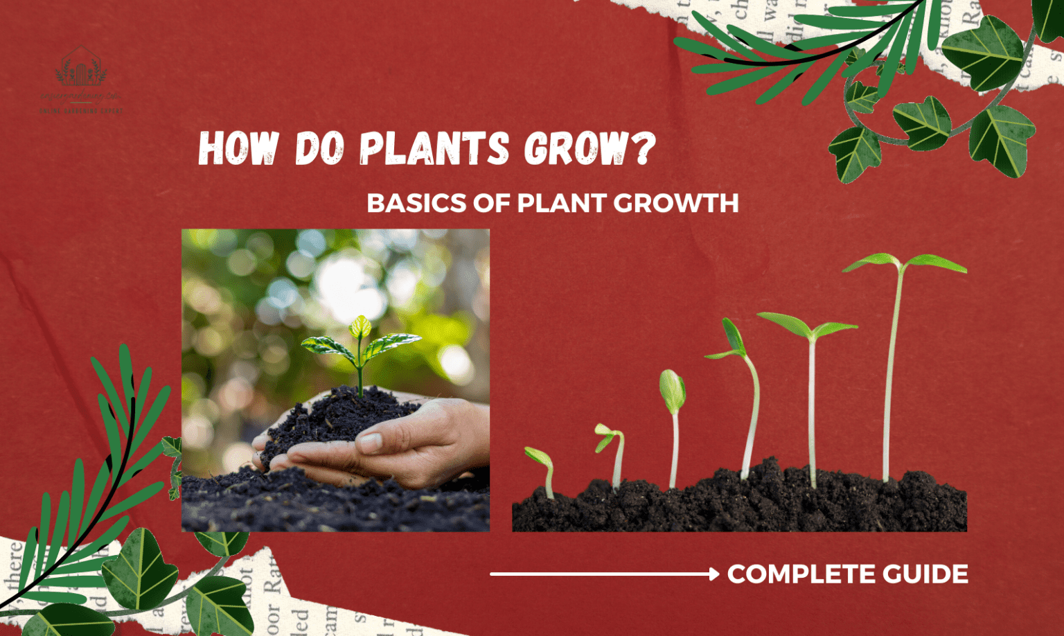 How Do Plants Grow Chart