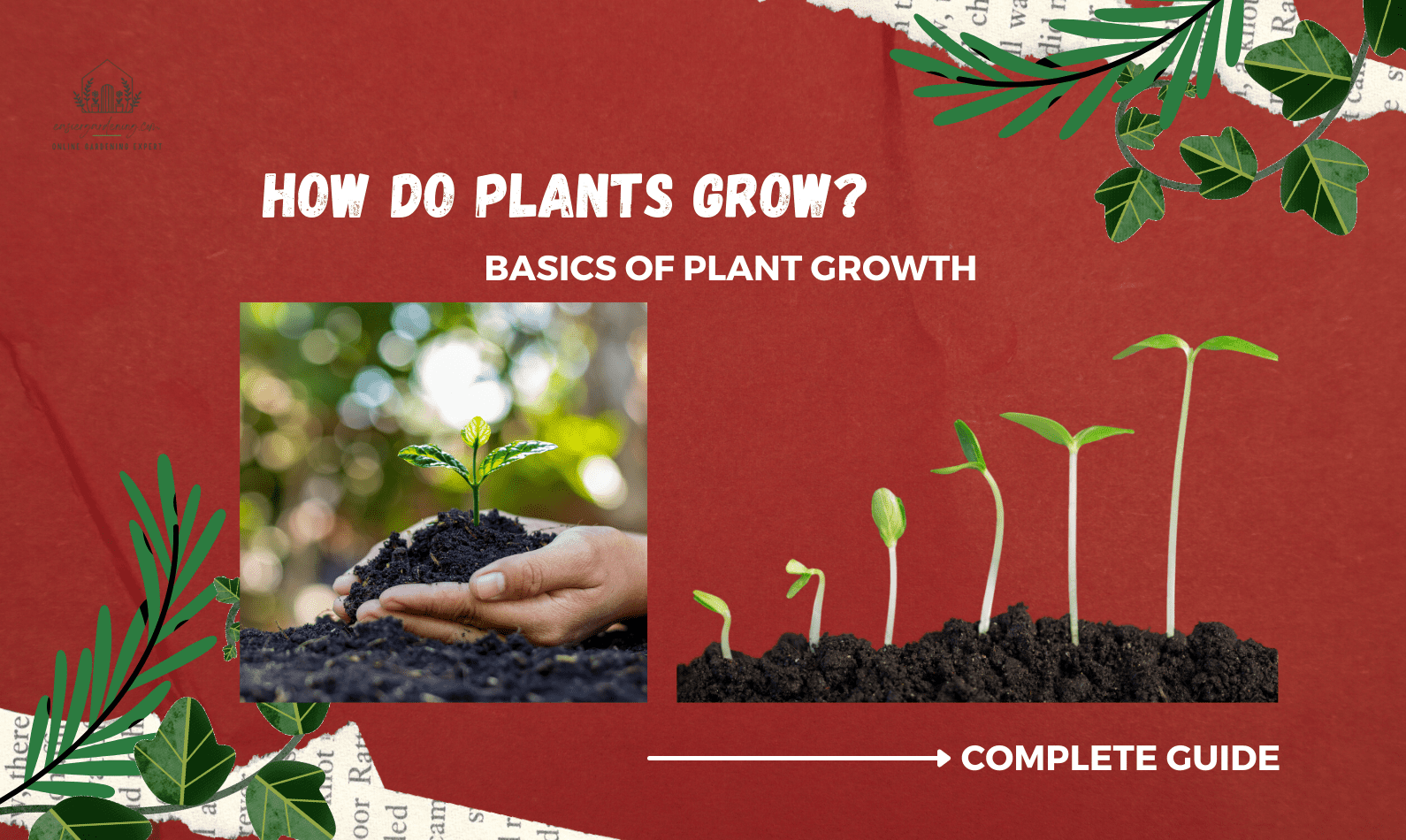How do Plants Grow?