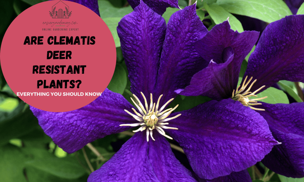 Are Clematis Deer Resistant Plants? Deer Resistant Plants