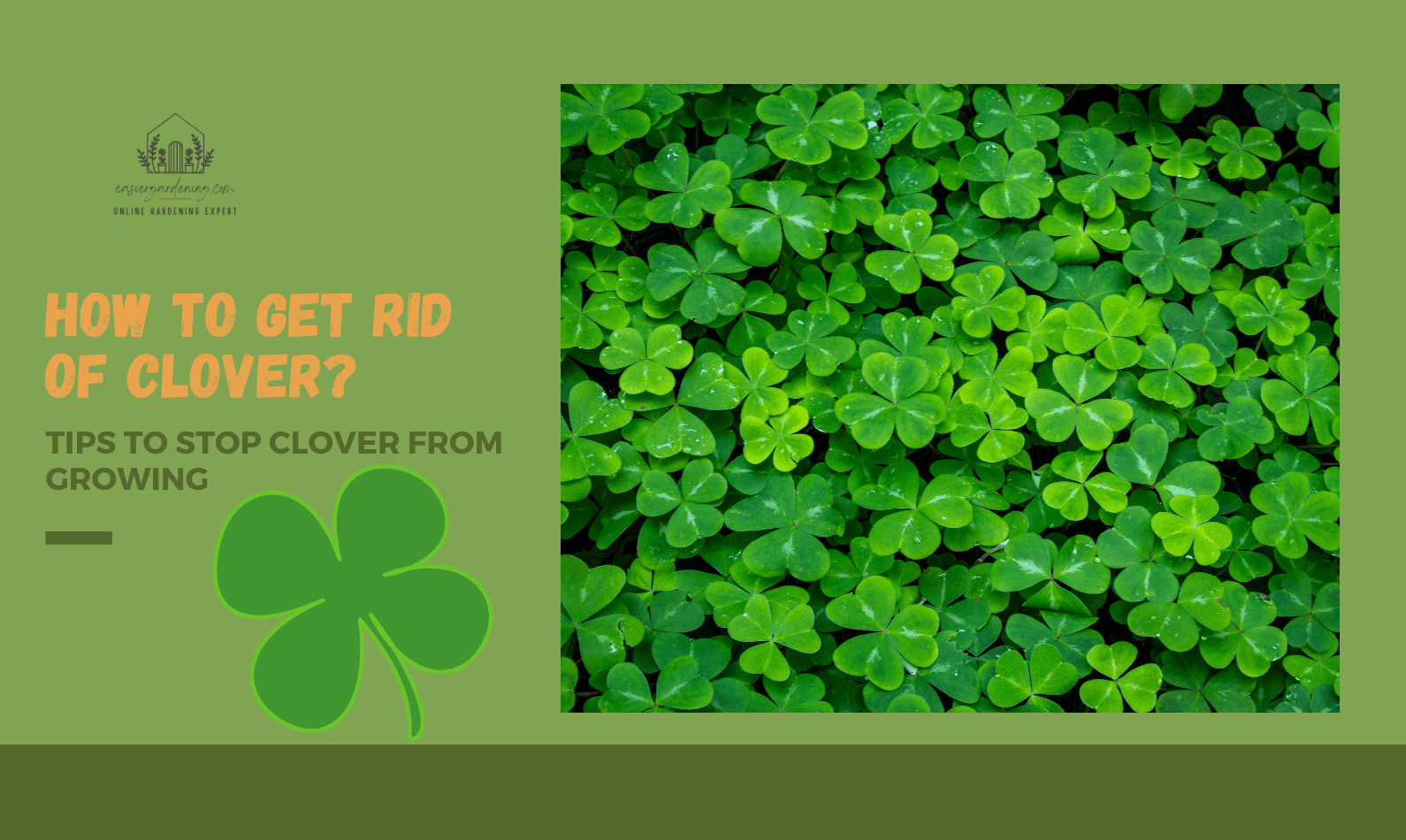 How to Get Rid of Clover? Complete Guide