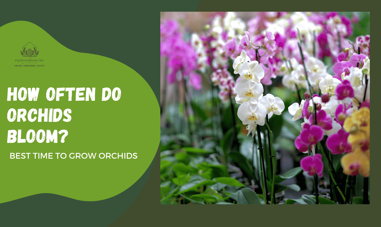 How Often Do Orchids Bloom?
