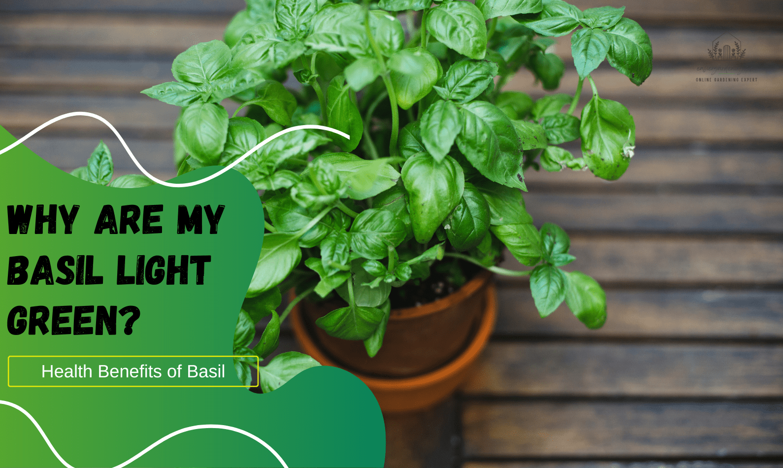 Why are my Basil Light Green?