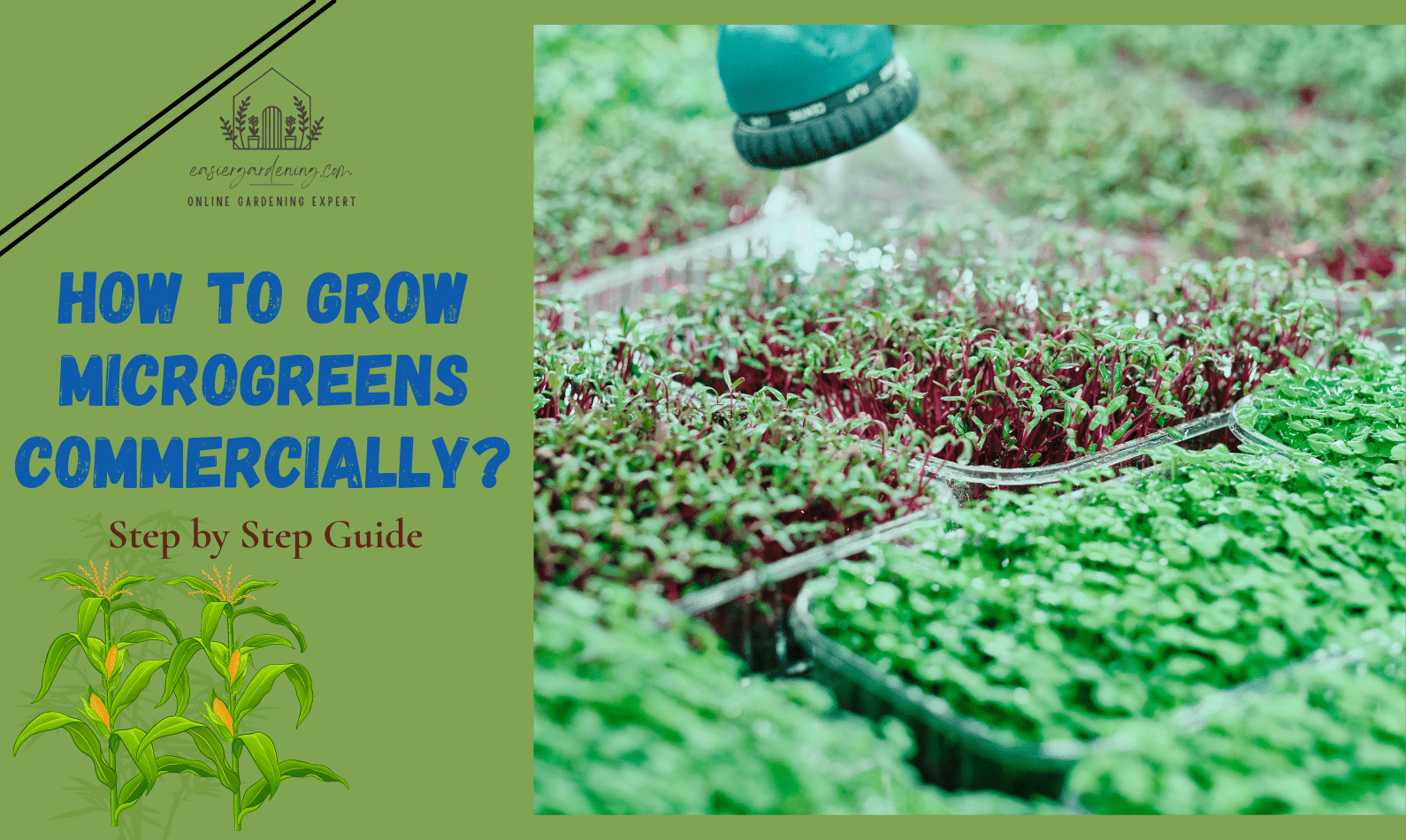 How to Grow Microgreens Commercially?