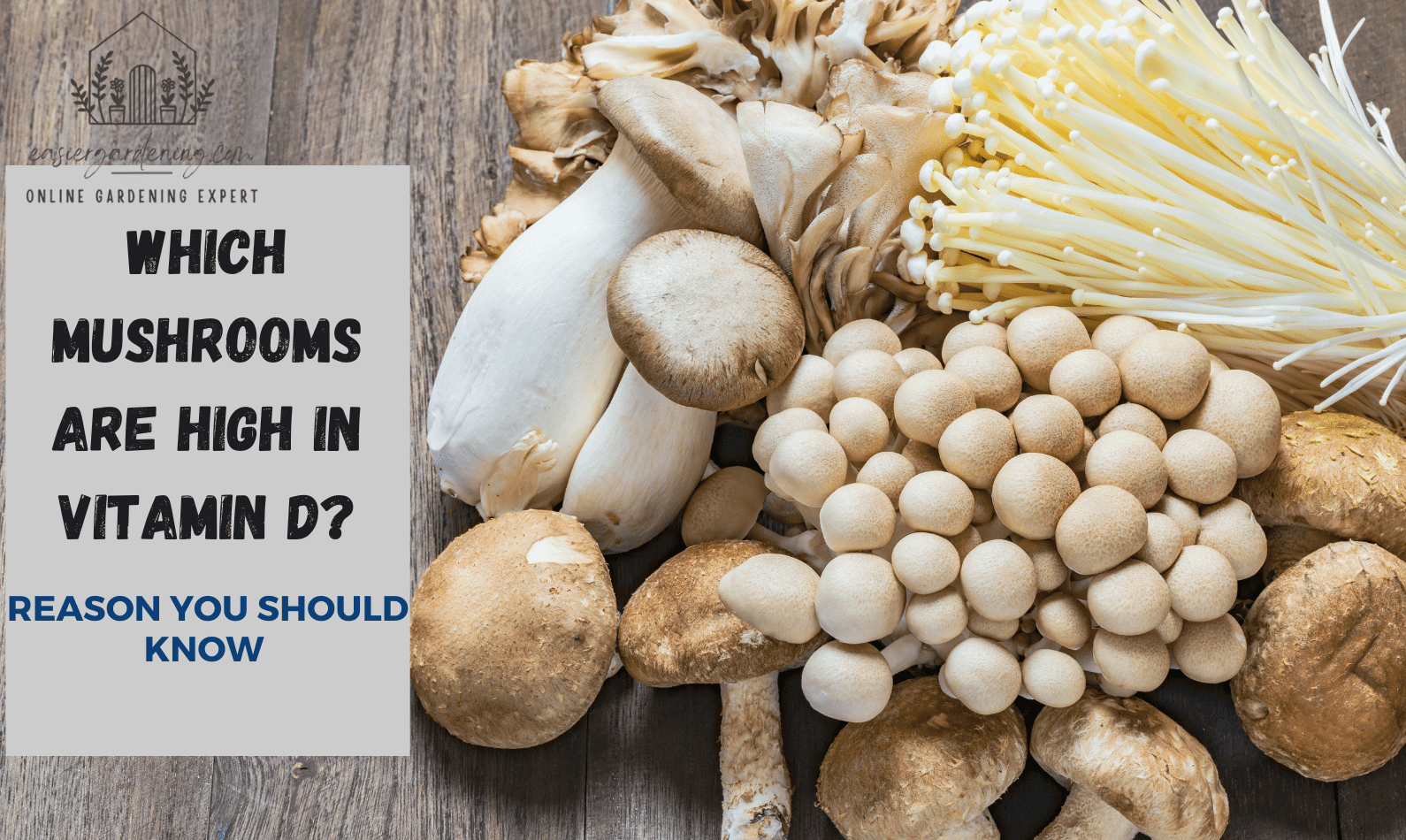 Which Mushrooms Are High in Vitamin D?