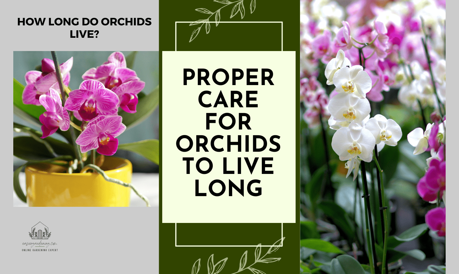 How long do Orchids Live?