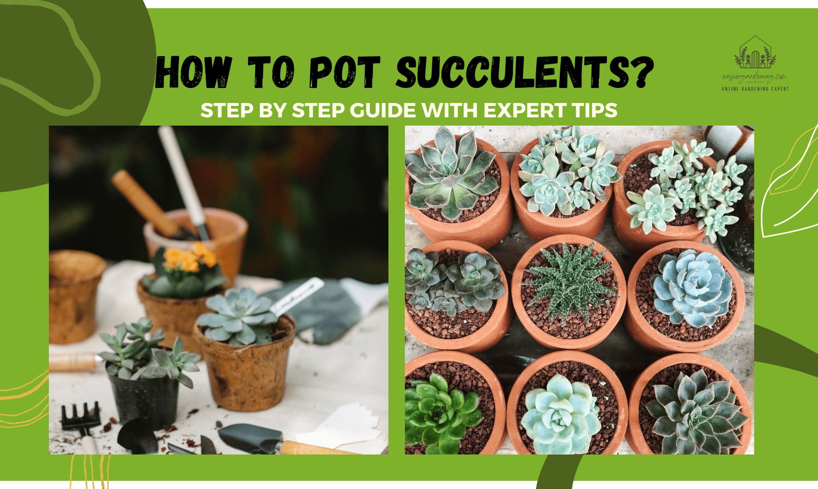 How to Pot Succulents?