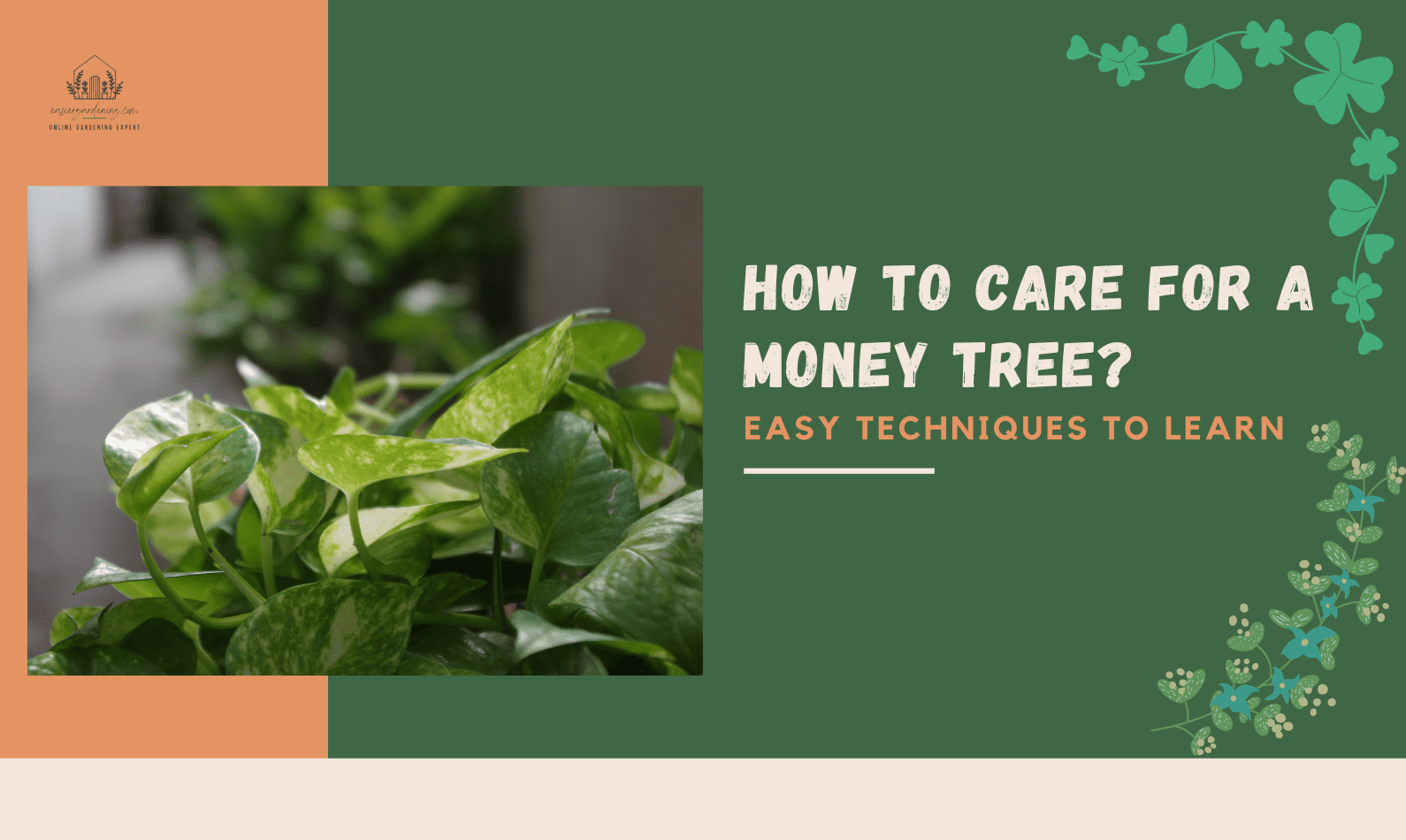 How to Care for a Money Tree? Easy Techniques to Learn