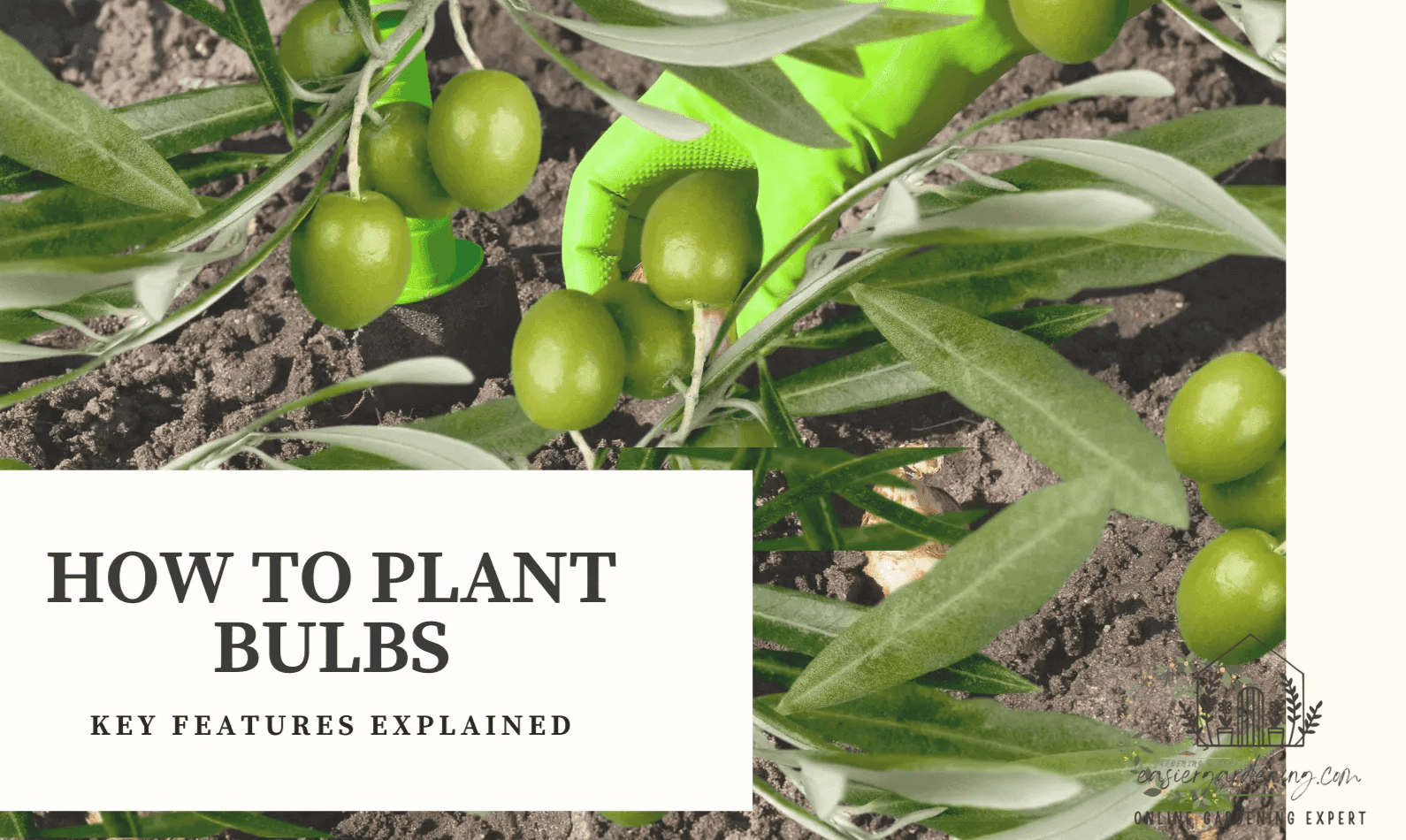 How to Plant Bulbs?
