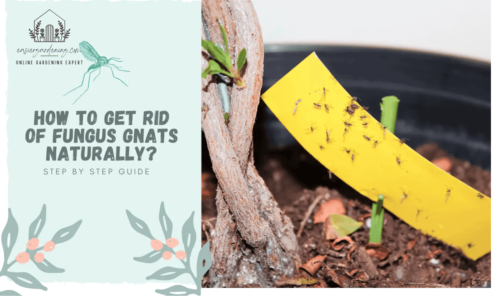 How to get Rid of Fungus Gnats Naturally?