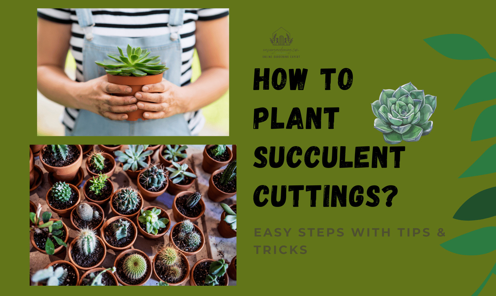 How to Plant Succulent Cuttings?