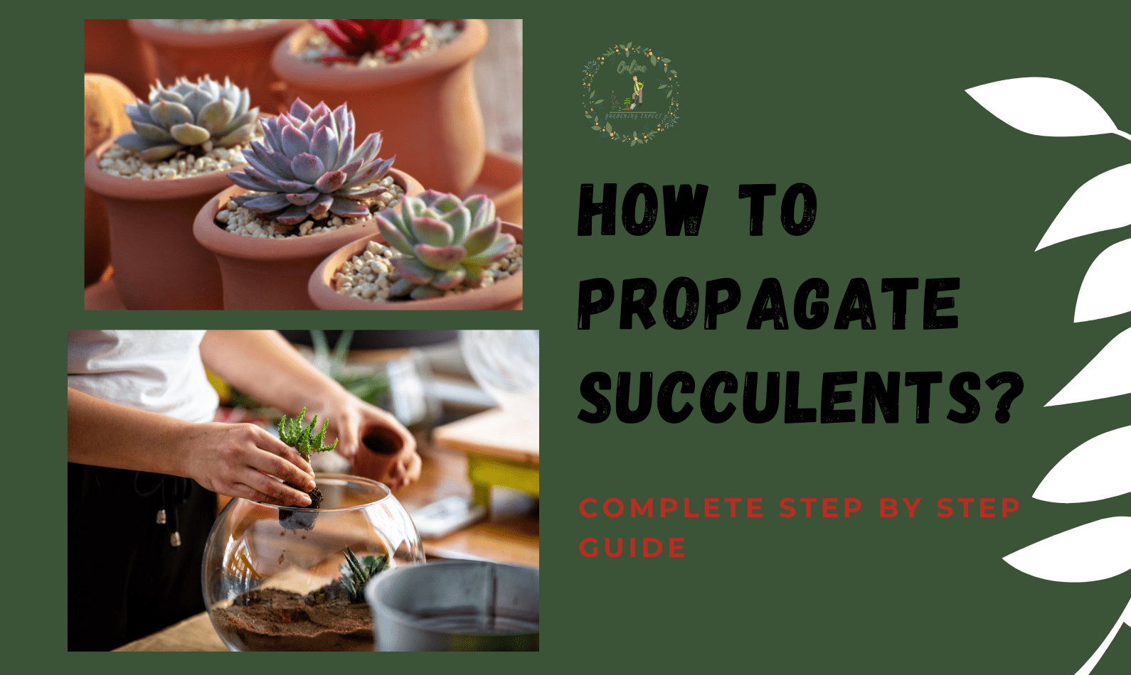 How to Propagate Succulents?
