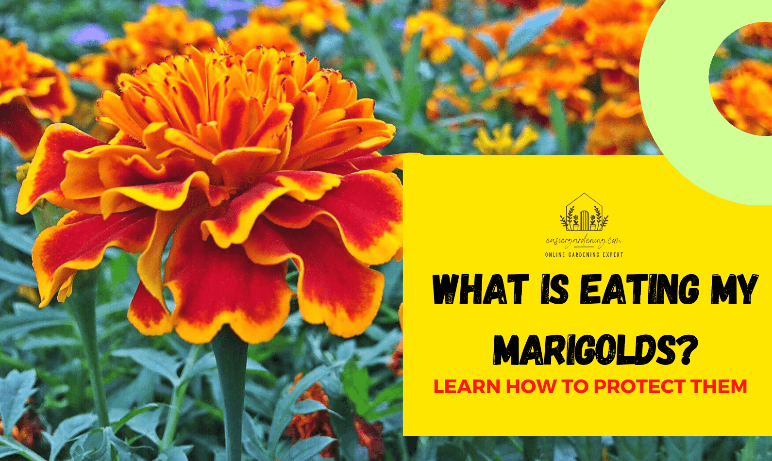What Is Eating My Marigolds