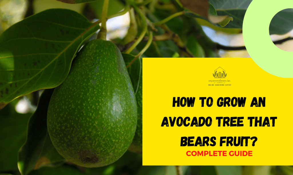 How to Grow an Avocado Tree that Bears Fruit? Complete Guide