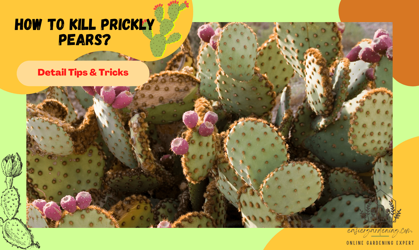 How to Kill Prickly Pears?