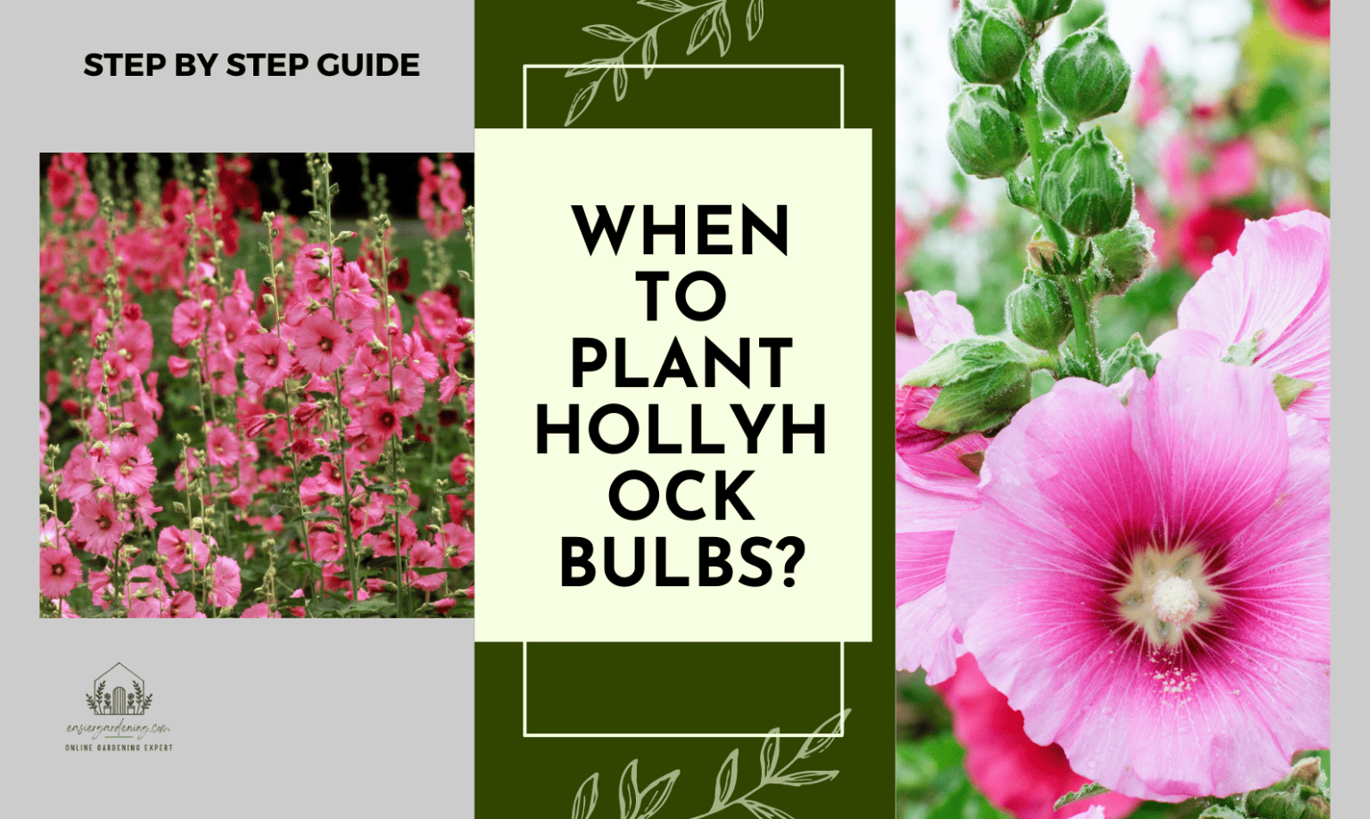 When to Plant Hollyhock Bulbs? Step by Step Guide