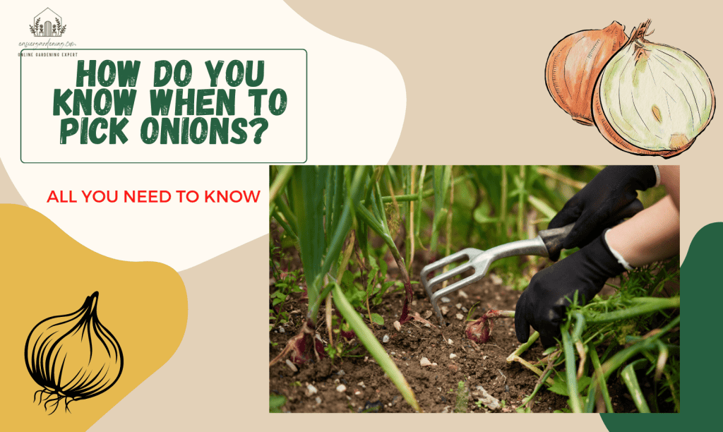 How Do You Know When To Pick Onions? All You Need To Know