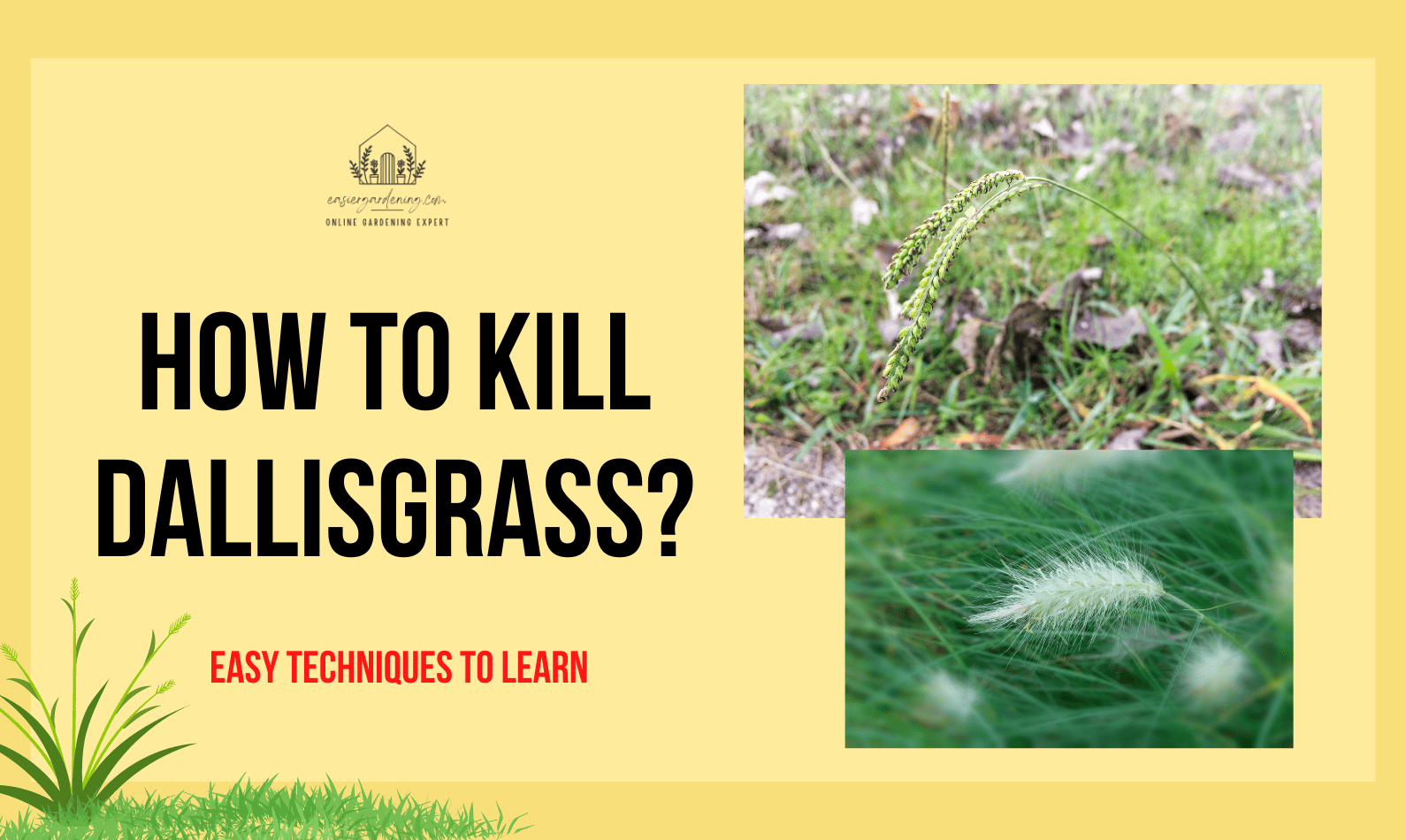 How to Kill Dallisgrass?