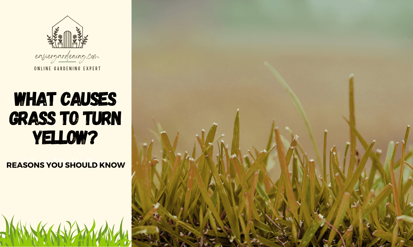 What Causes Grass to Turn Yellow?