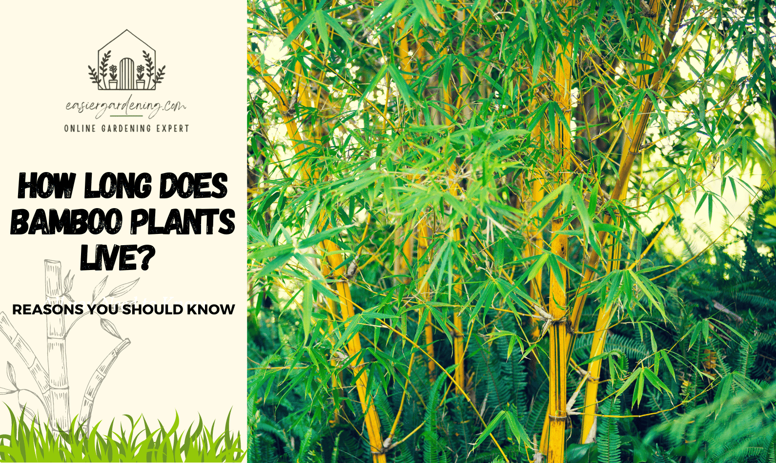 How Long Does Bamboo Plants Live?