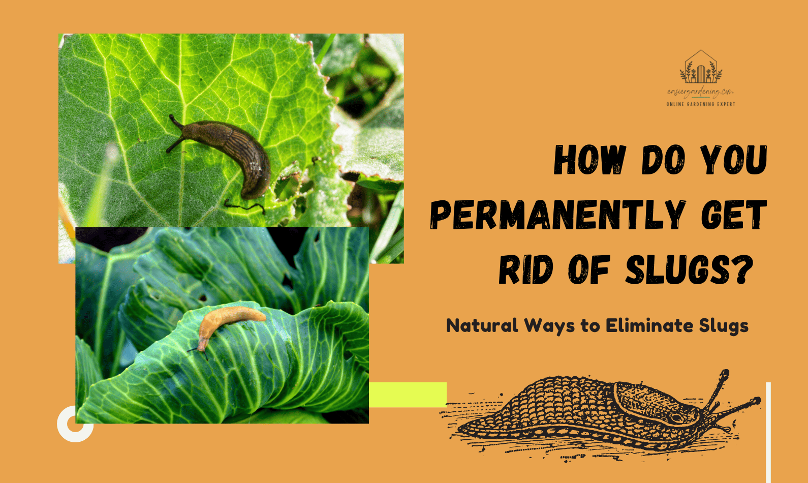 How Do You Permanently Get Rid of Slugs?