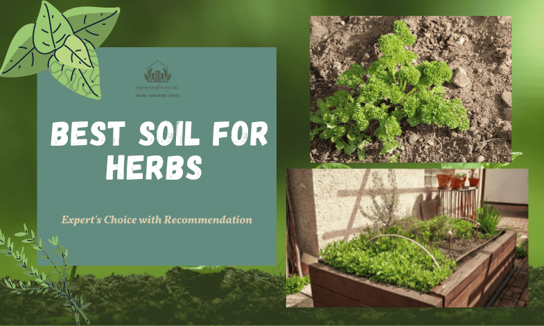 Best Soil for Herbs