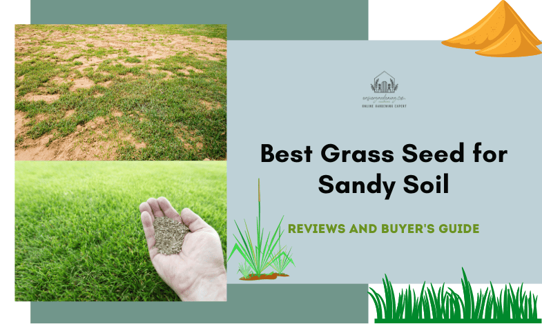 Best Grass Seed for Sandy Soil