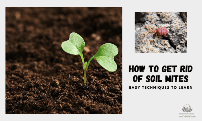 How to Get Rid of Soil Mites: Easy Techniques to Learn