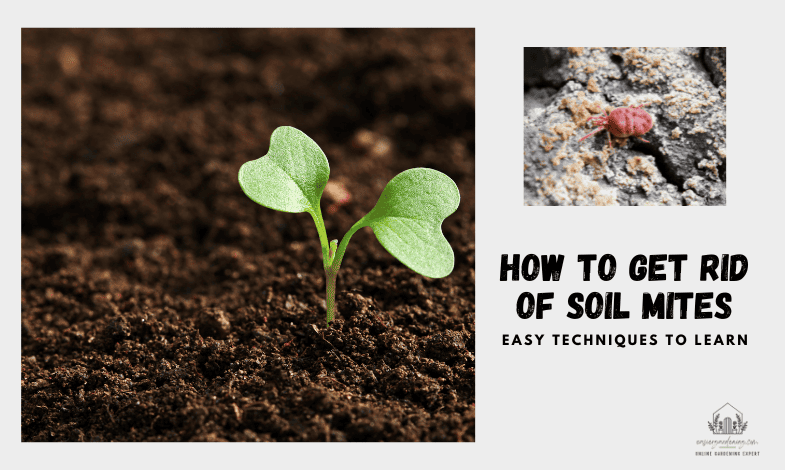 How to Get Rid of Soil Mites