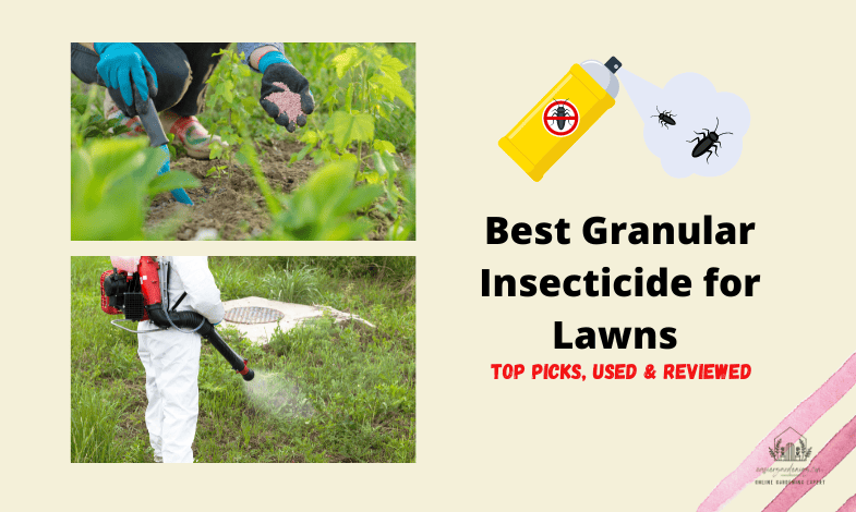 Best Granular Insecticide for Lawns