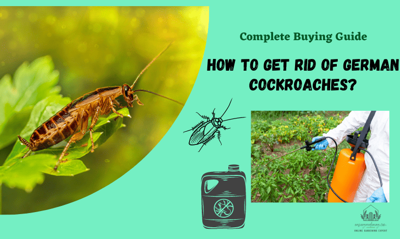 How to Get Rid of German Cockroaches