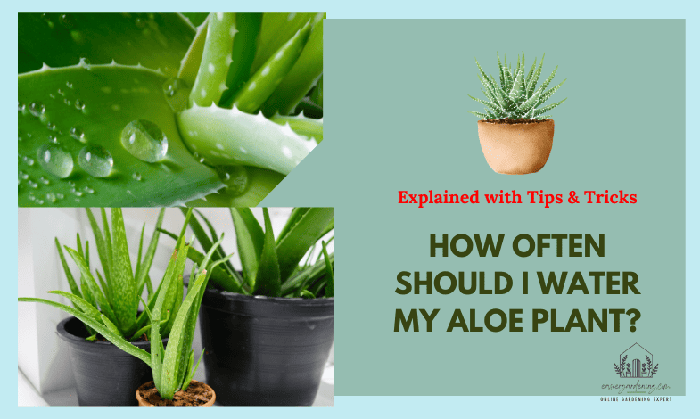 How Often Should I Water my Aloe Plant?