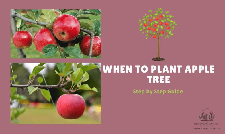 When to Plant Apple Tree