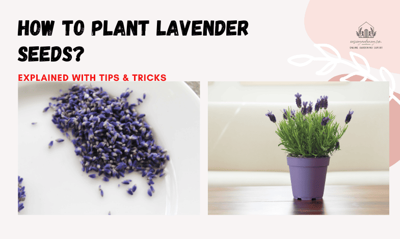 How to Plant Lavender Seeds