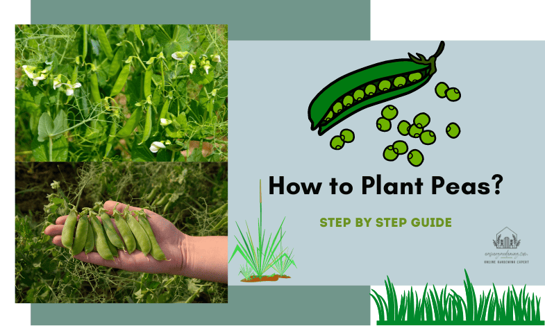 How to Plant Peas?