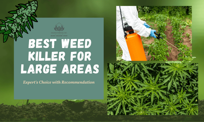 Best Weed Killer For Large Areas