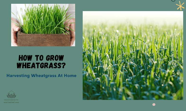 How to Grow Wheatgrass?