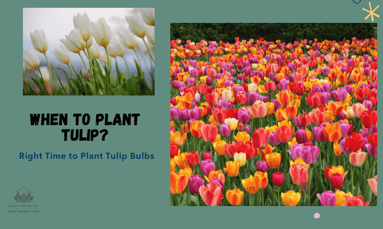 When to Plant Tulip?