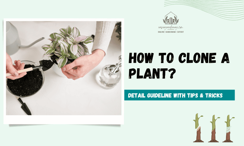 How to Clone a Plant?