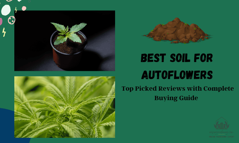 Best Soil for Autoflowers