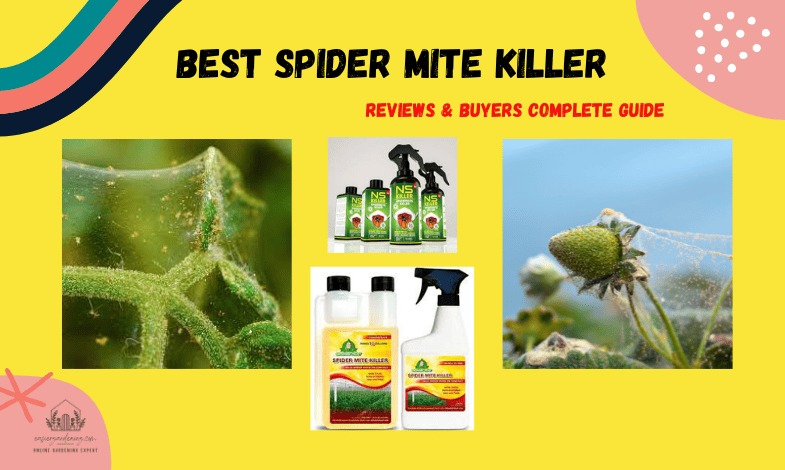 Best Spider Mite Killer