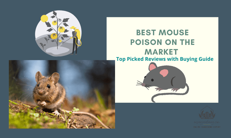 Best Mouse Poison on the Market