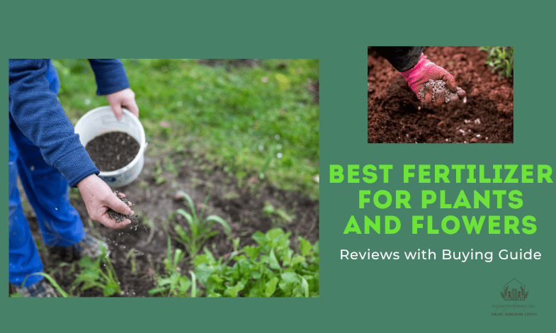 Best Fertilizer For Plants And Flowers